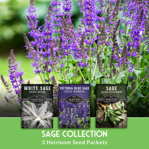 SURVIVAL GARDEN SEEDS Victoria Blue Sage seed packet with ornamental and garden value