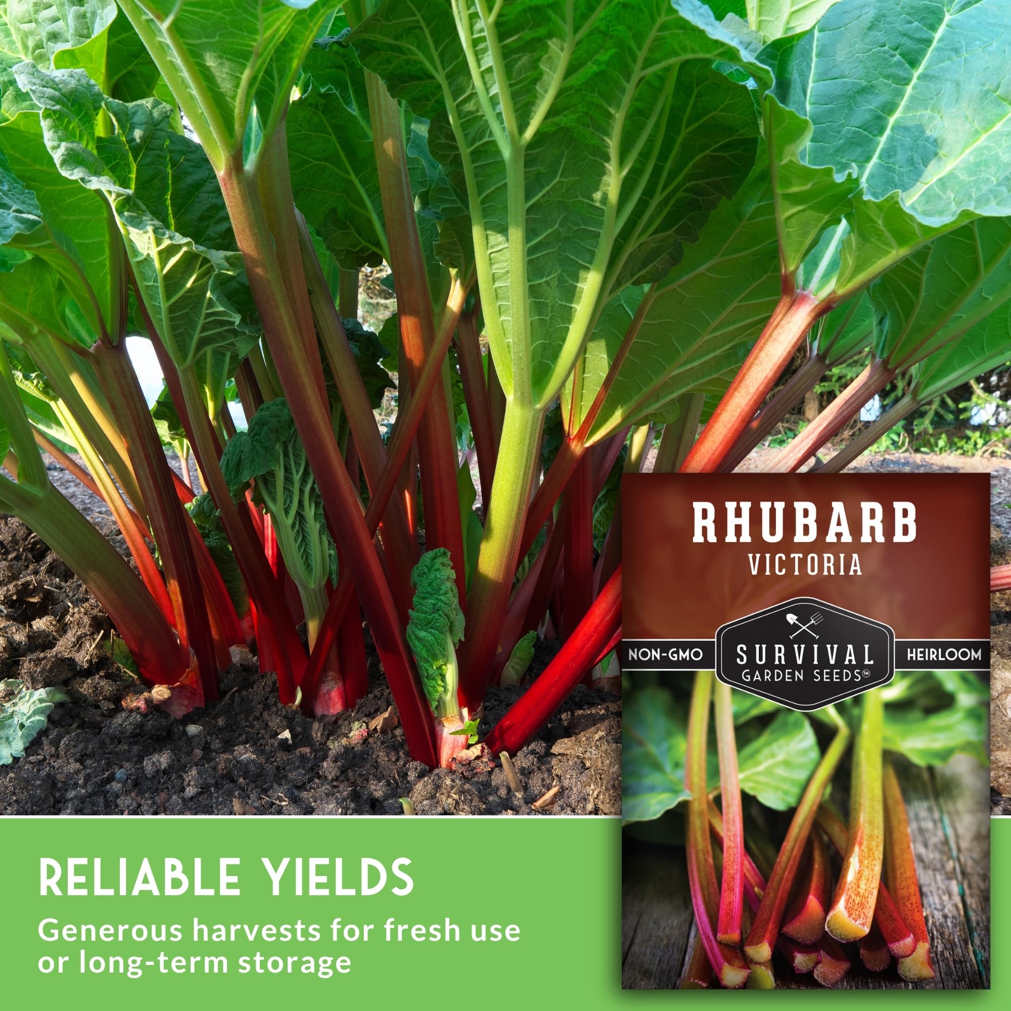 Survival Garden Seeds Victoria Rhubarb second-year harvest reminder for perennials.