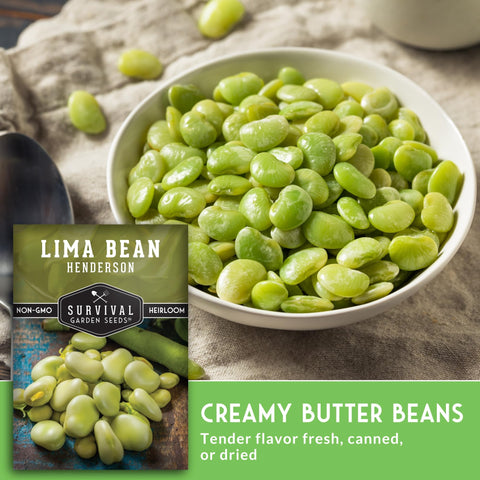 Survival Garden Seeds Mature white butter beans—creamy harvests great for fresh eating.