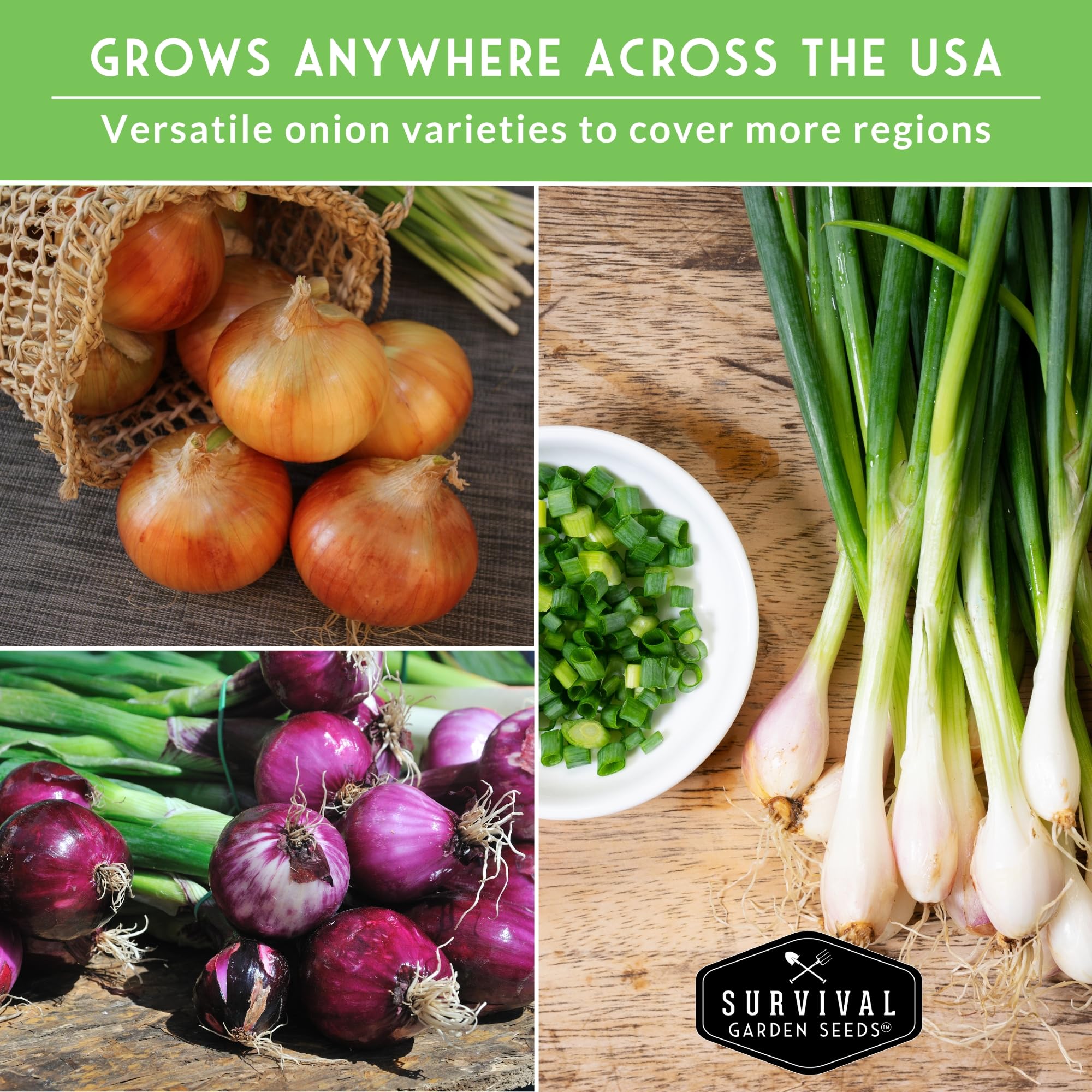 Survival Garden Seeds White Grano onion bulbs that store well for winter meals.
