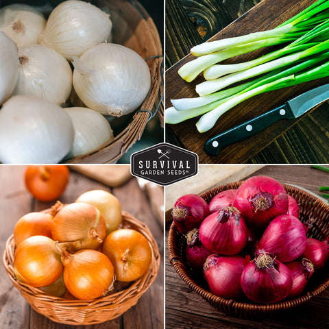 Survival Garden Seeds White Grano onion seed pack for mild flavor.