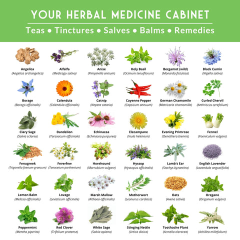 SURVIVAL GARDEN SEEDS white sage and hyssop—aromatic herbs for garden beds.