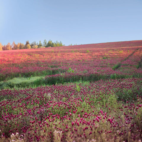 Crimson Clover field growth image from Sustainable Seed Company demonstrates soil-building potential.
