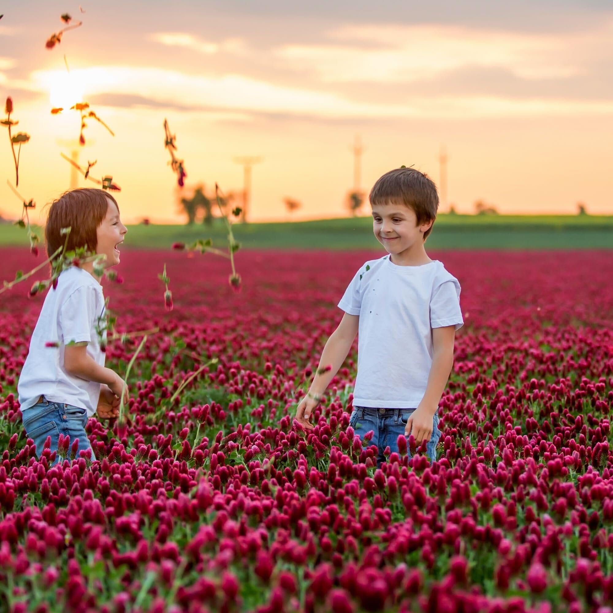Sustainable Seed Company Crimson Clover seeds close-up showing vivid color and seed quality.