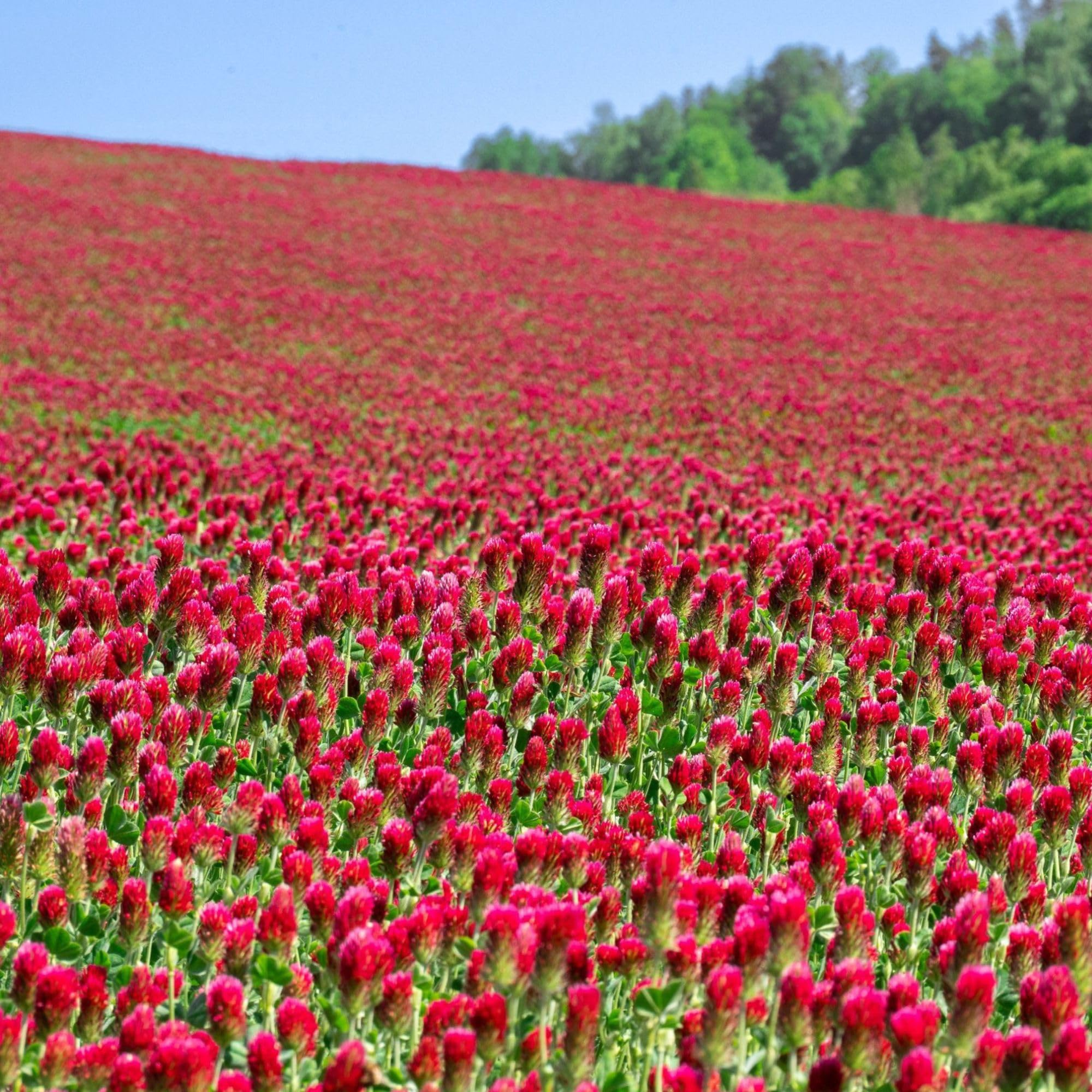 Sustainable Seed Company Organic Crimson Clover seeds pack ideal for cover crops and pollinator support.