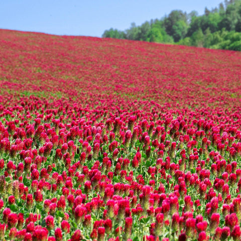 Sustainable Seed Company Organic Crimson Clover seeds pack ideal for cover crops and pollinator support.