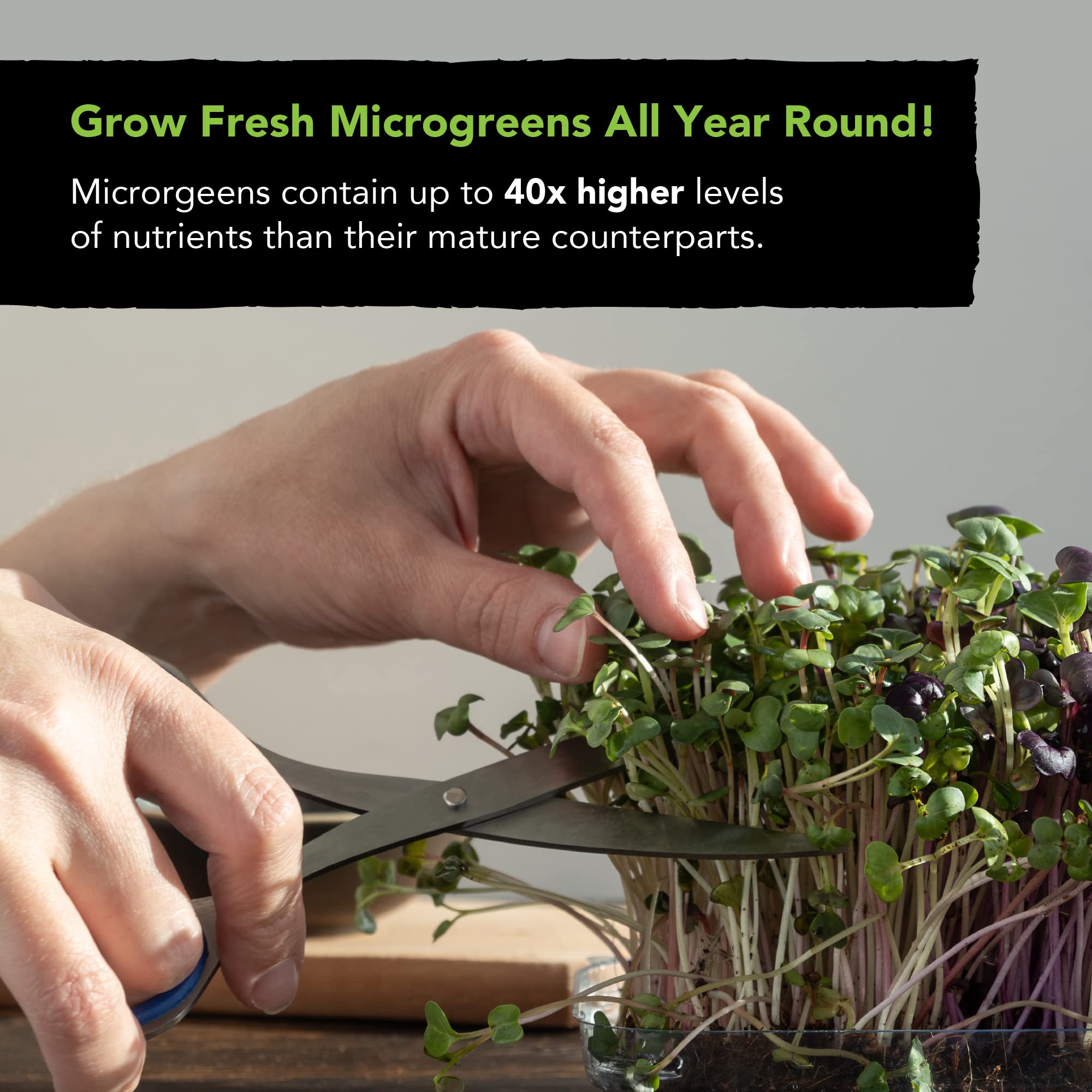 Sustainable Sprout spicy microgreens mix for zesty sandwiches at home