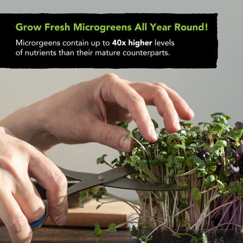 Sustainable Sprout spicy microgreens mix for zesty sandwiches at home