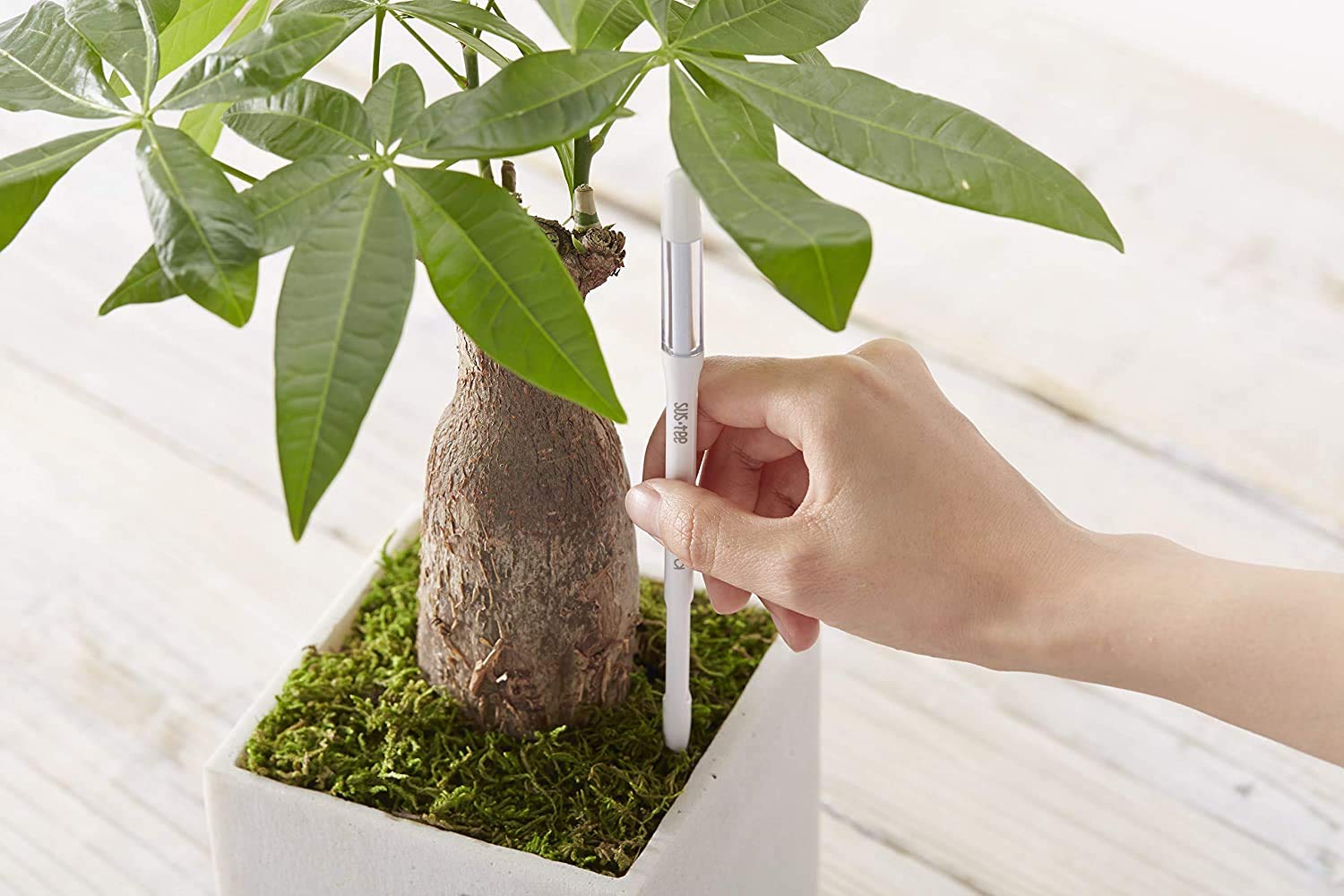 Sustee Aquameter color indicator white blue signaling watering status in soil