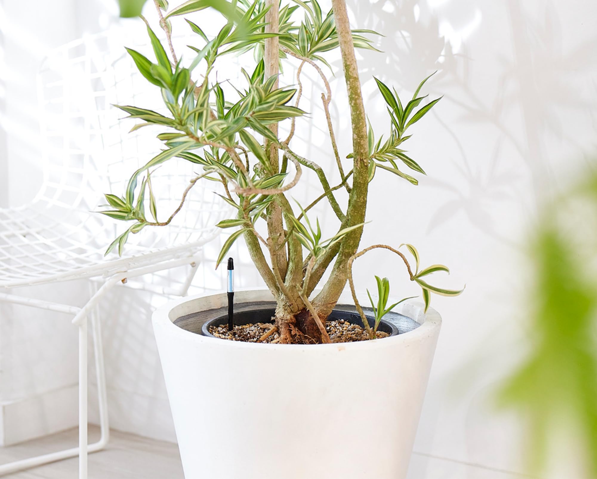 Sustee Cabinoche natural-fiber core lasts months, reducing replacement frequency for your houseplants.