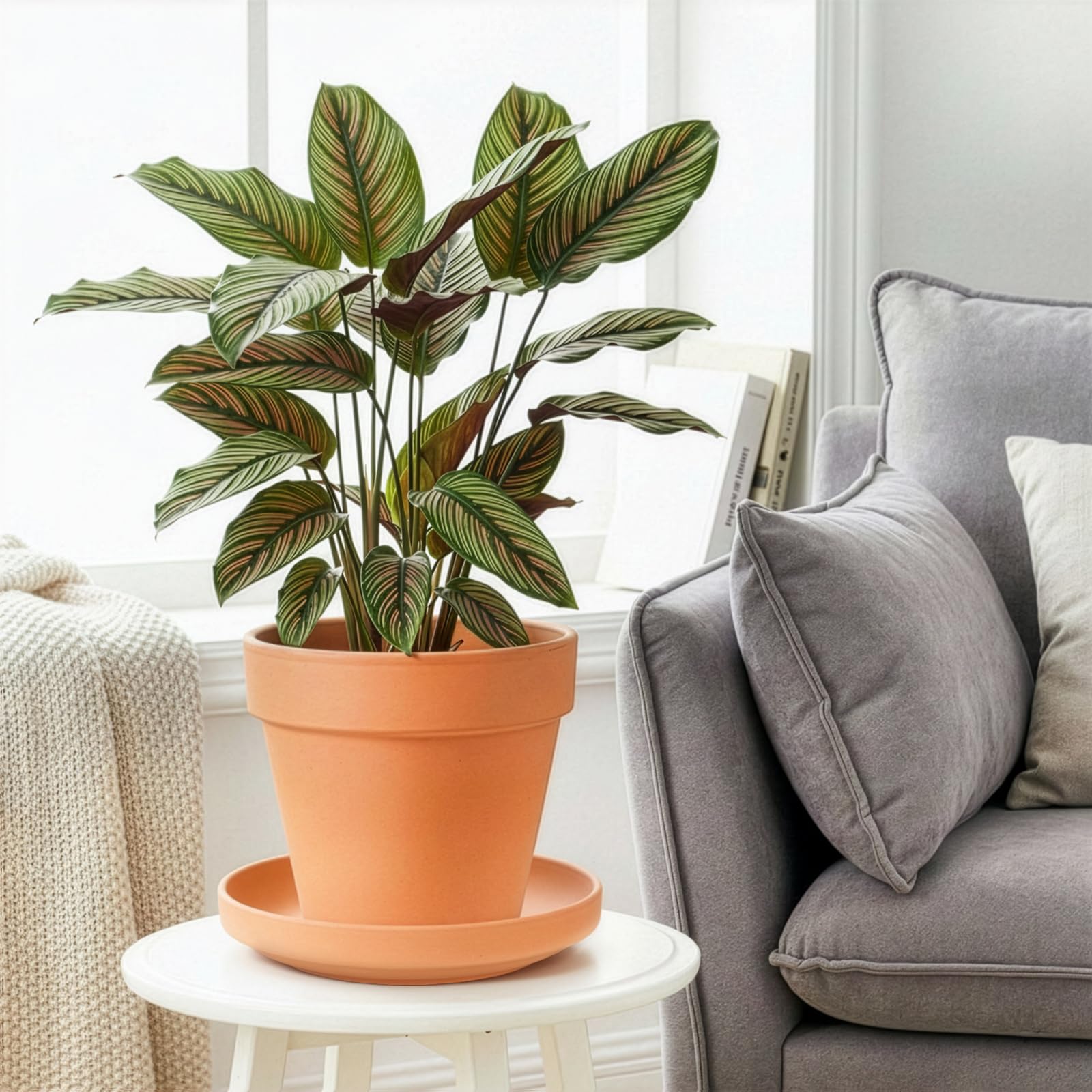 Suwimut terracotta saucer suitable for indoor and outdoor pots.