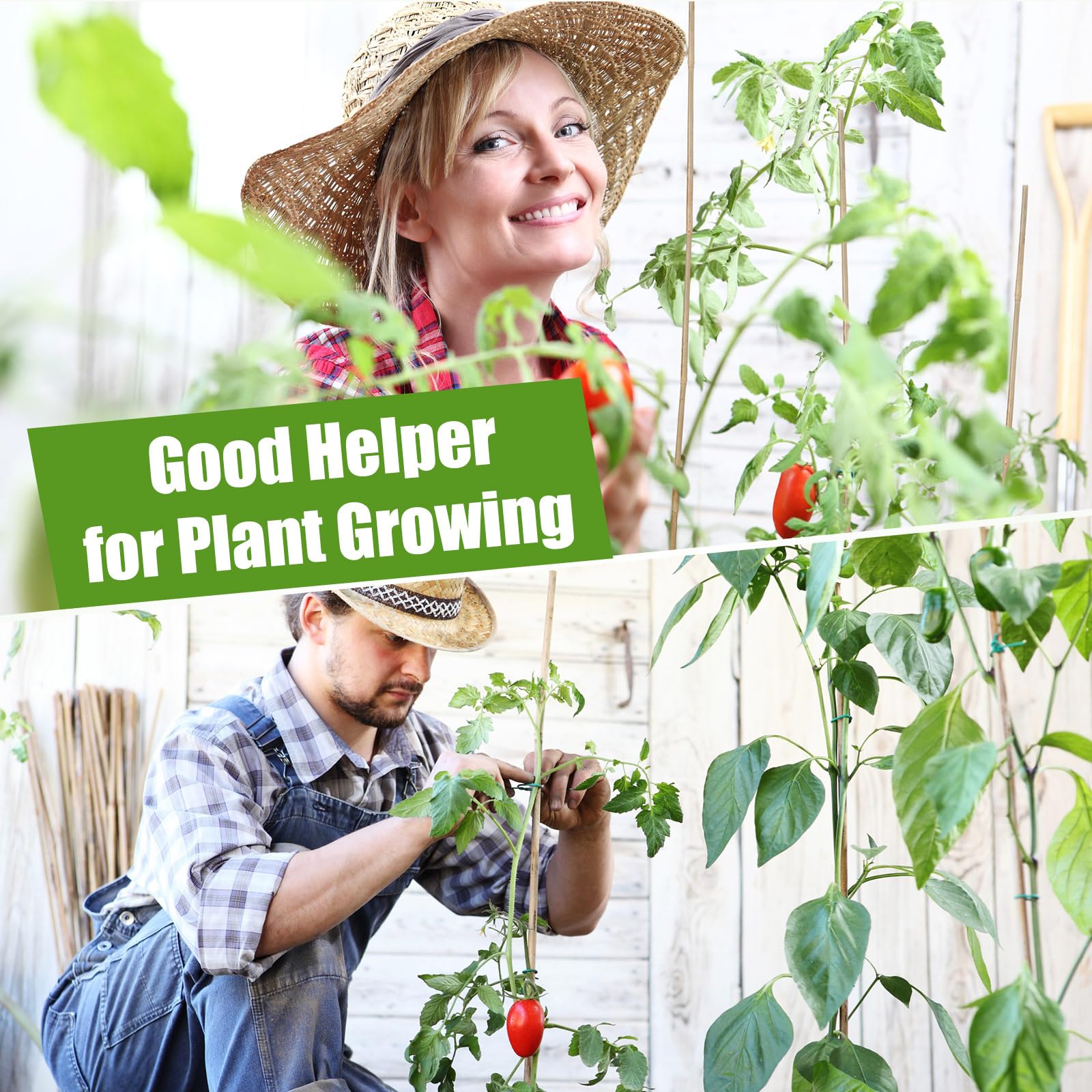 Suzile bamboo stakes tomato-support setup for neat vertical growth.