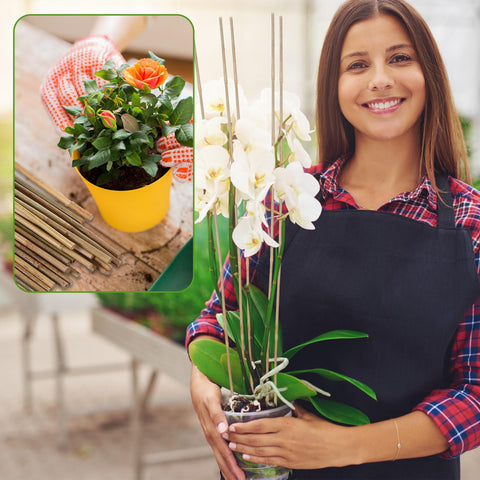Suzile bamboo stakes versatile for tomatoes, beans, cucumbers, and more.