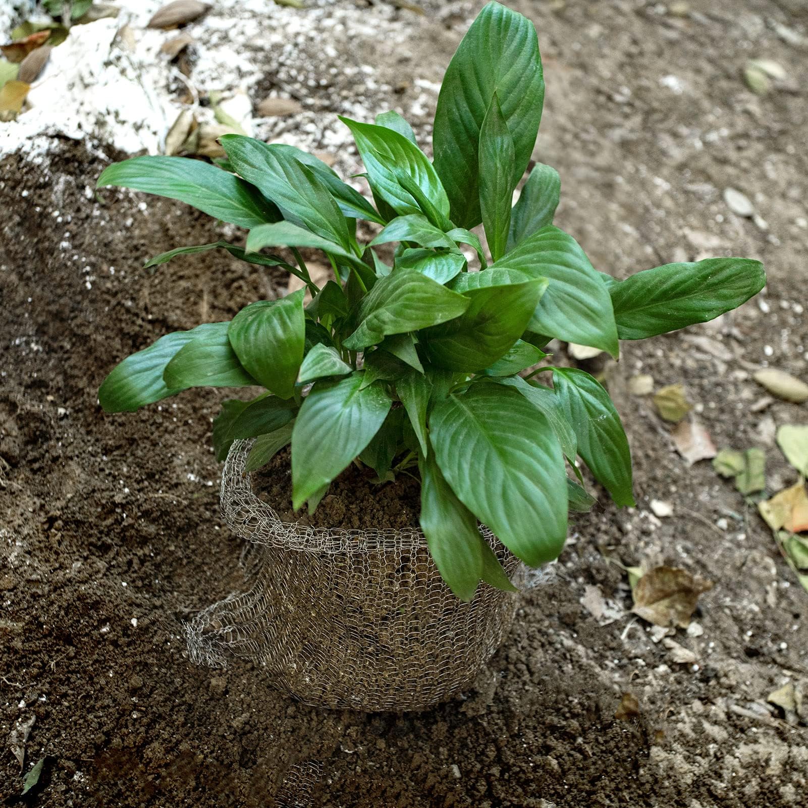 Ideal for trees, berries, shrubs, flowers, and vegetables in gardens and landscapes