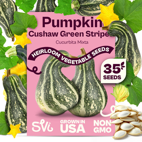 SVI 35 Cushaw green-striped pumpkin seeds pack for easy home planting