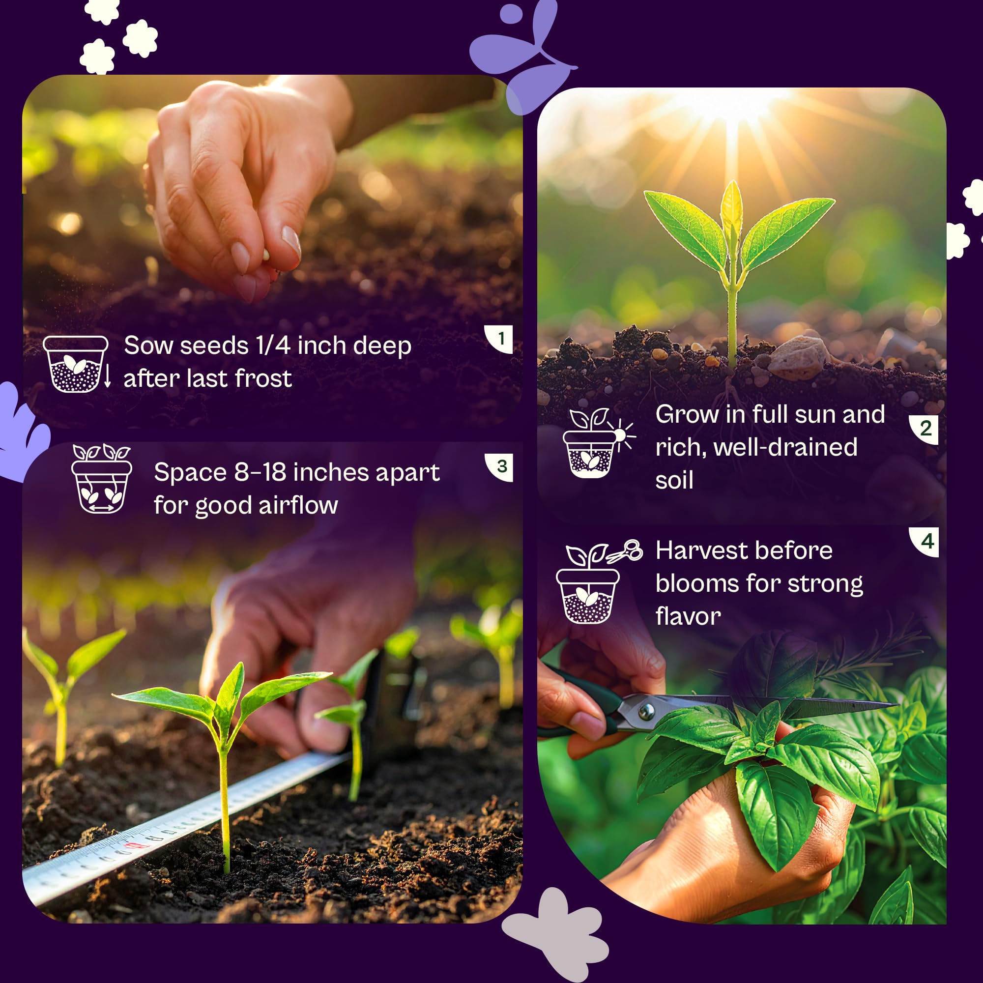 SVI 600 Dark Opal Basil seeds harvest leaves aromatic herbs for fresh recipes