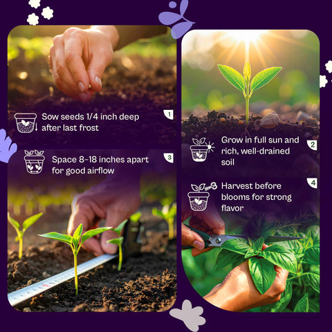 SVI 600 Dark Opal Basil seeds harvest leaves aromatic herbs for fresh recipes