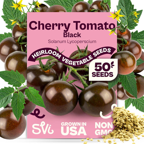 SVI Black Cherry tomato seeds pack for heirloom flavor and steady home garden growth.