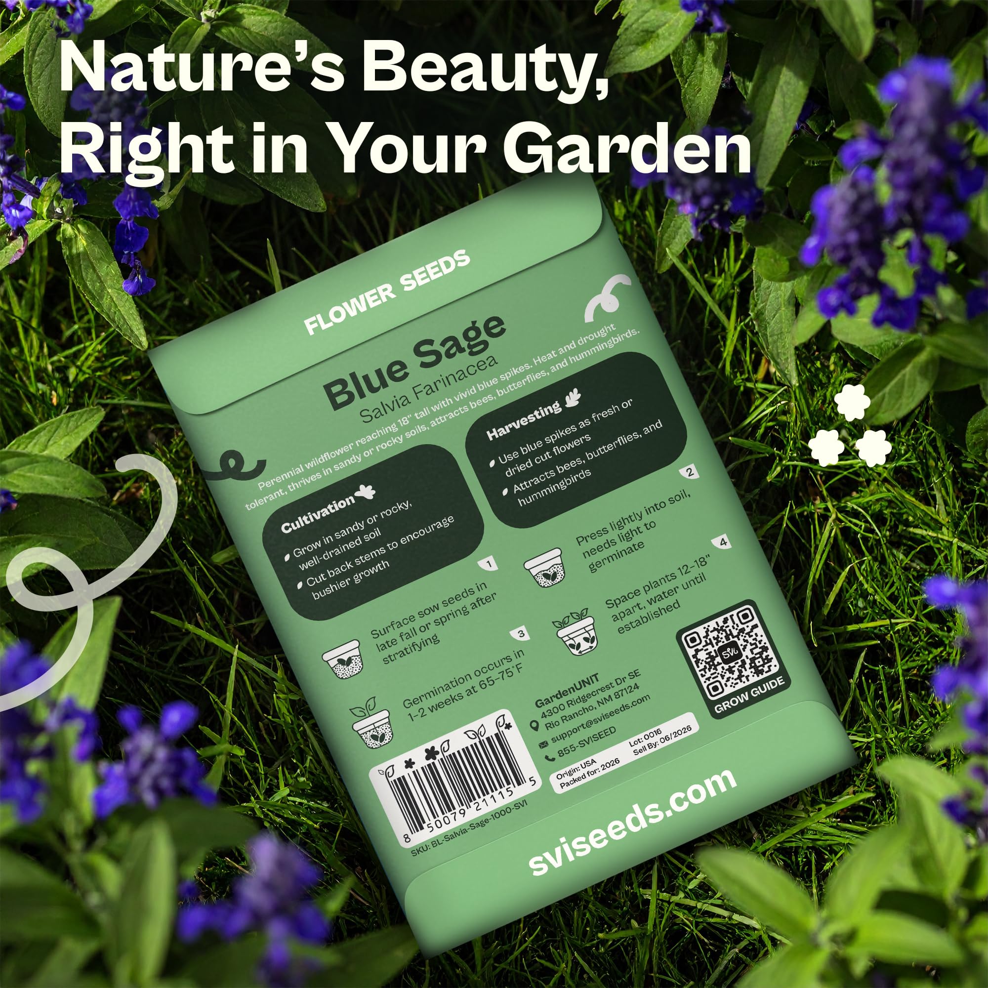 SVI blue sage seeding near ponds invites hummingbirds to your meadow borders.