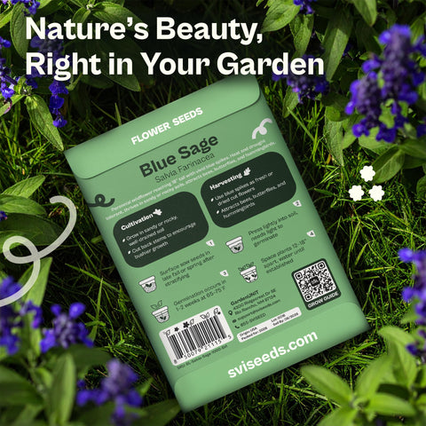 SVI blue sage seeding near ponds invites hummingbirds to your meadow borders.