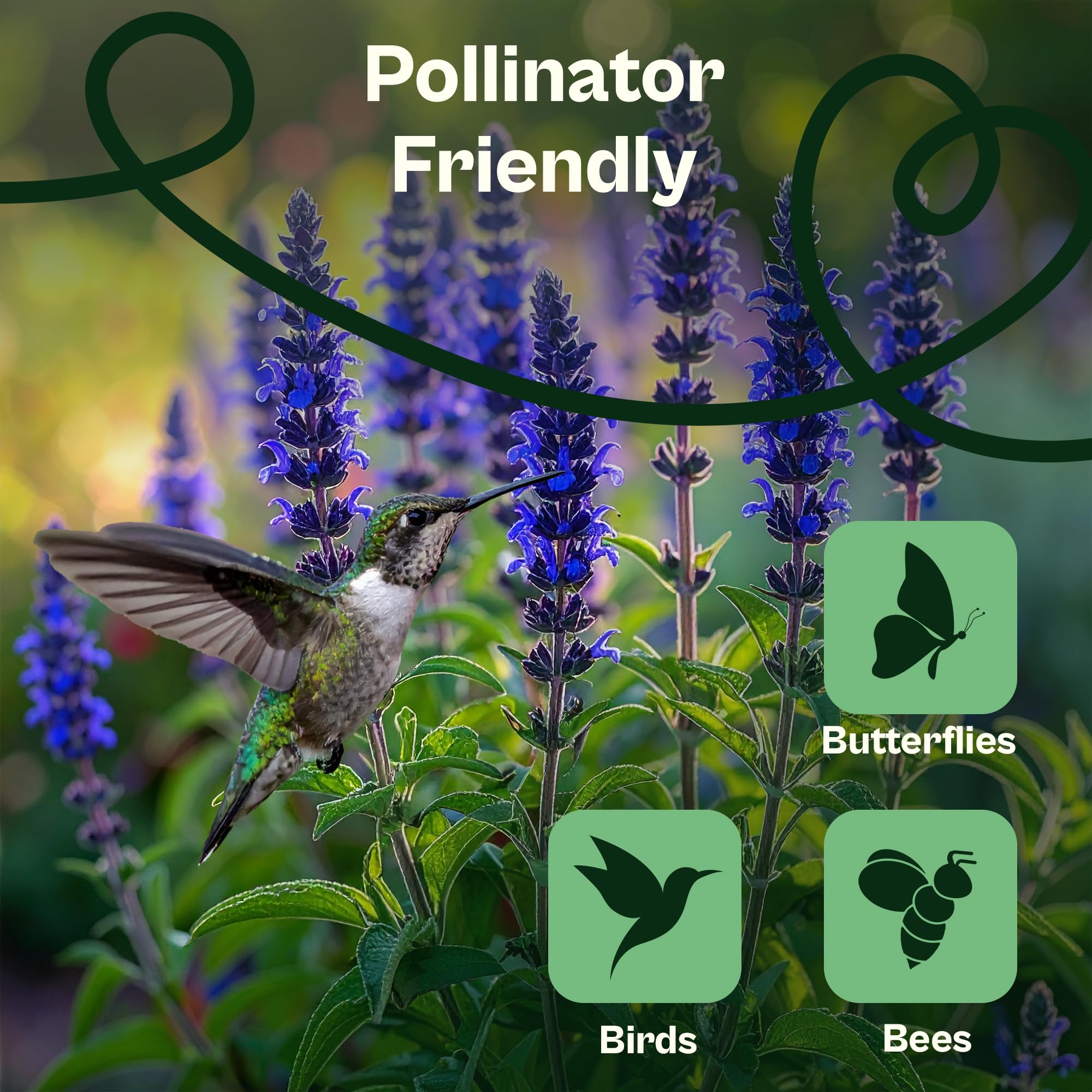 SVI Salvia farinacea enhances cut flower beds with long-lasting blue spikes.