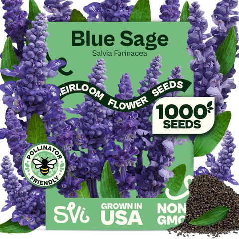 SVI Blue Sage Seeds for outdoor planting featuring blue spikes to brighten borders and attract pollinators.
