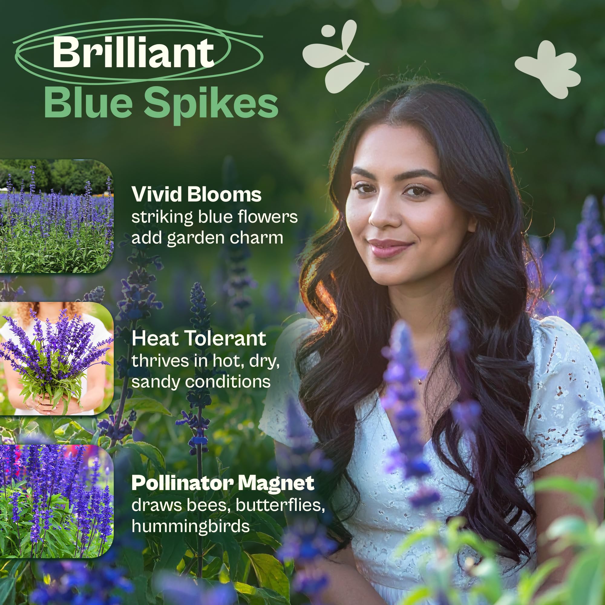 SVI Blue Sage Seeds for containers add drought-tolerant color to patios.