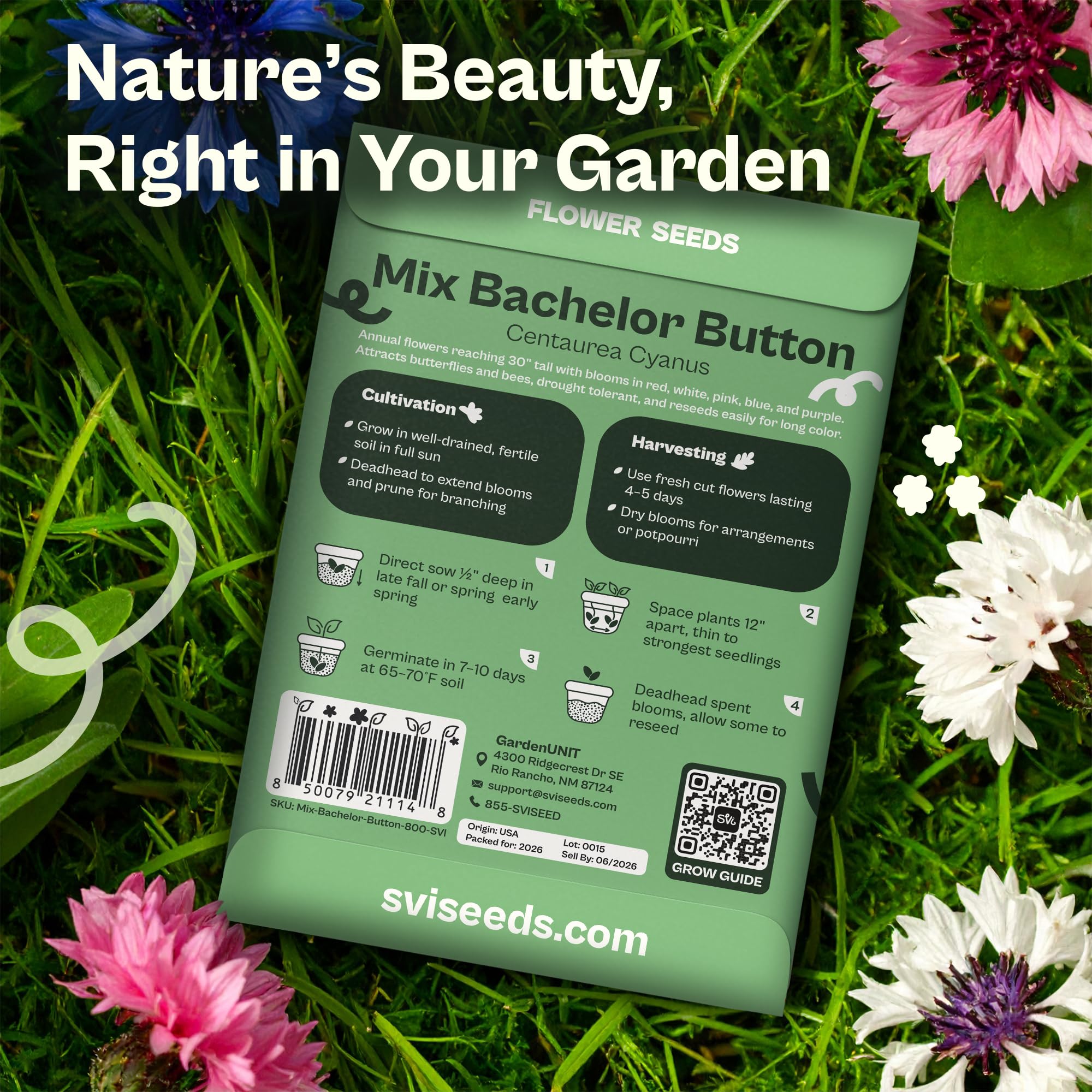 SVI cornflower seeds for direct sow in garden beds produce quick color.
