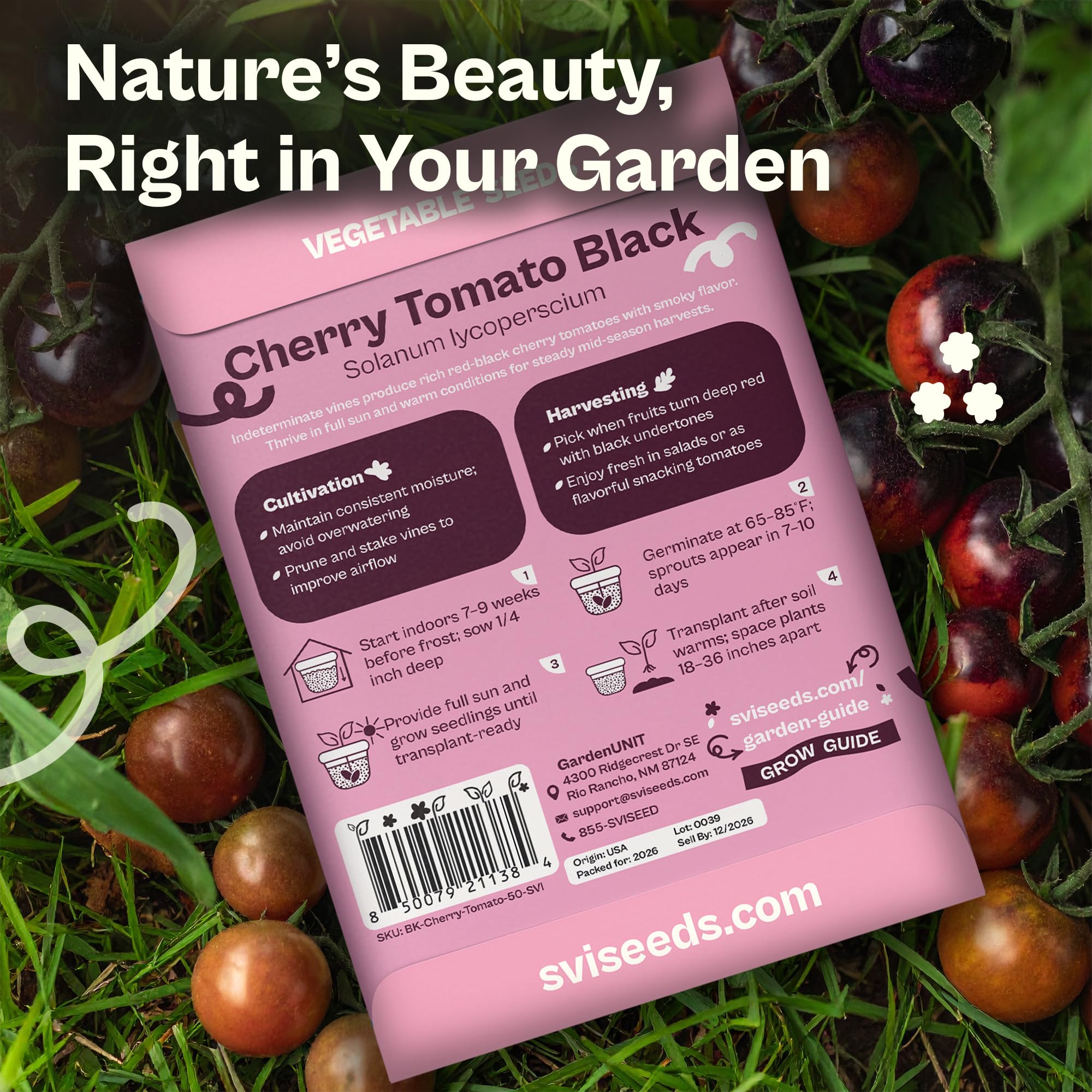 SVI dark cherry tomato on vine showcasing deep color and glossy skin.