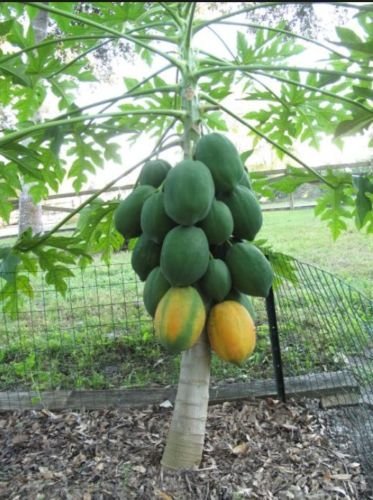 SVI Dwarf Waimanalo papaya seeds, fresh harvest for home tropical fruit garden.