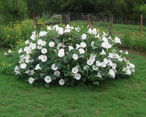 SVI Fragrant Moonflower Bush seeds for night-blooming fragrance in the garden