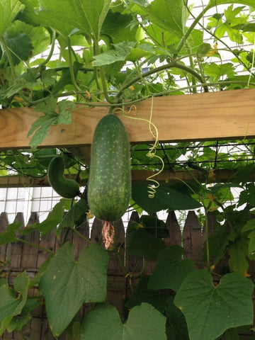 SVI hairy gourd seeds show thick, firm white flesh suitable for stews and winter soups.