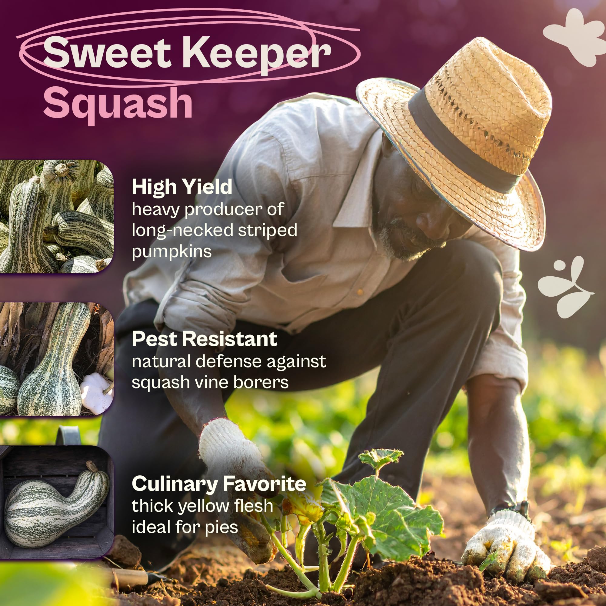 SVI heritage winter squash seeds on a thriving garden vine