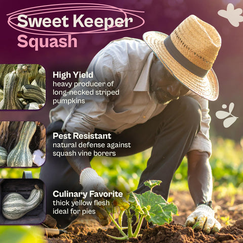 SVI heritage winter squash seeds on a thriving garden vine