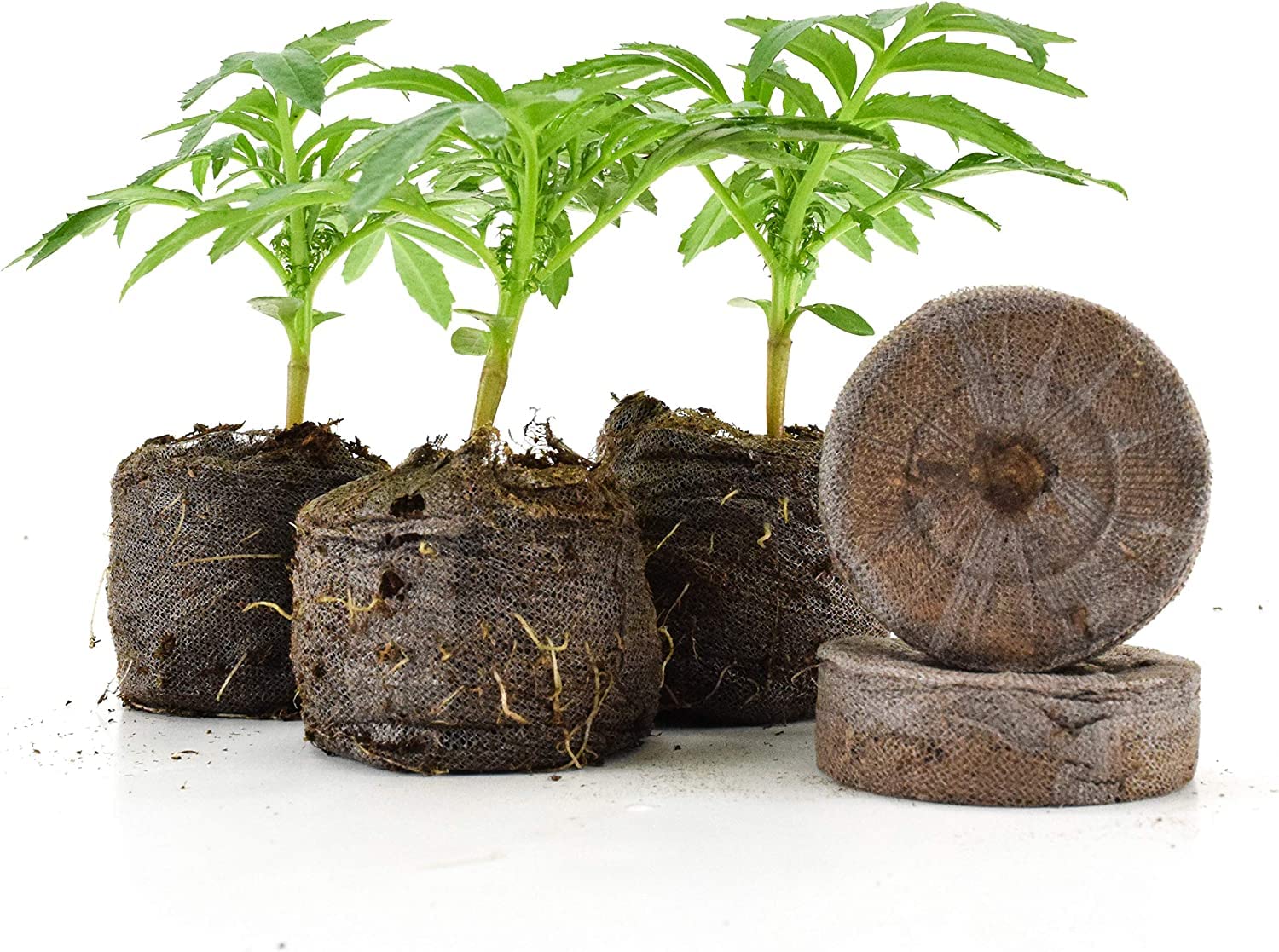SVI Jiffy transplant-ready starter plug in tray supports seamless garden start.