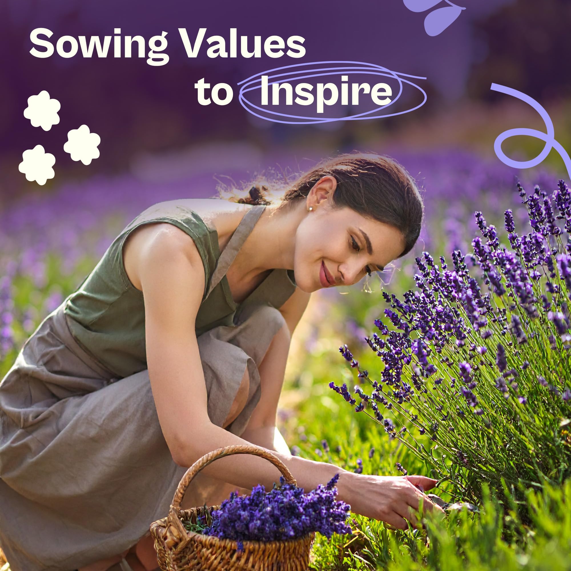 SVI lavender borders and wildflower meadows thriving with hardy perennials