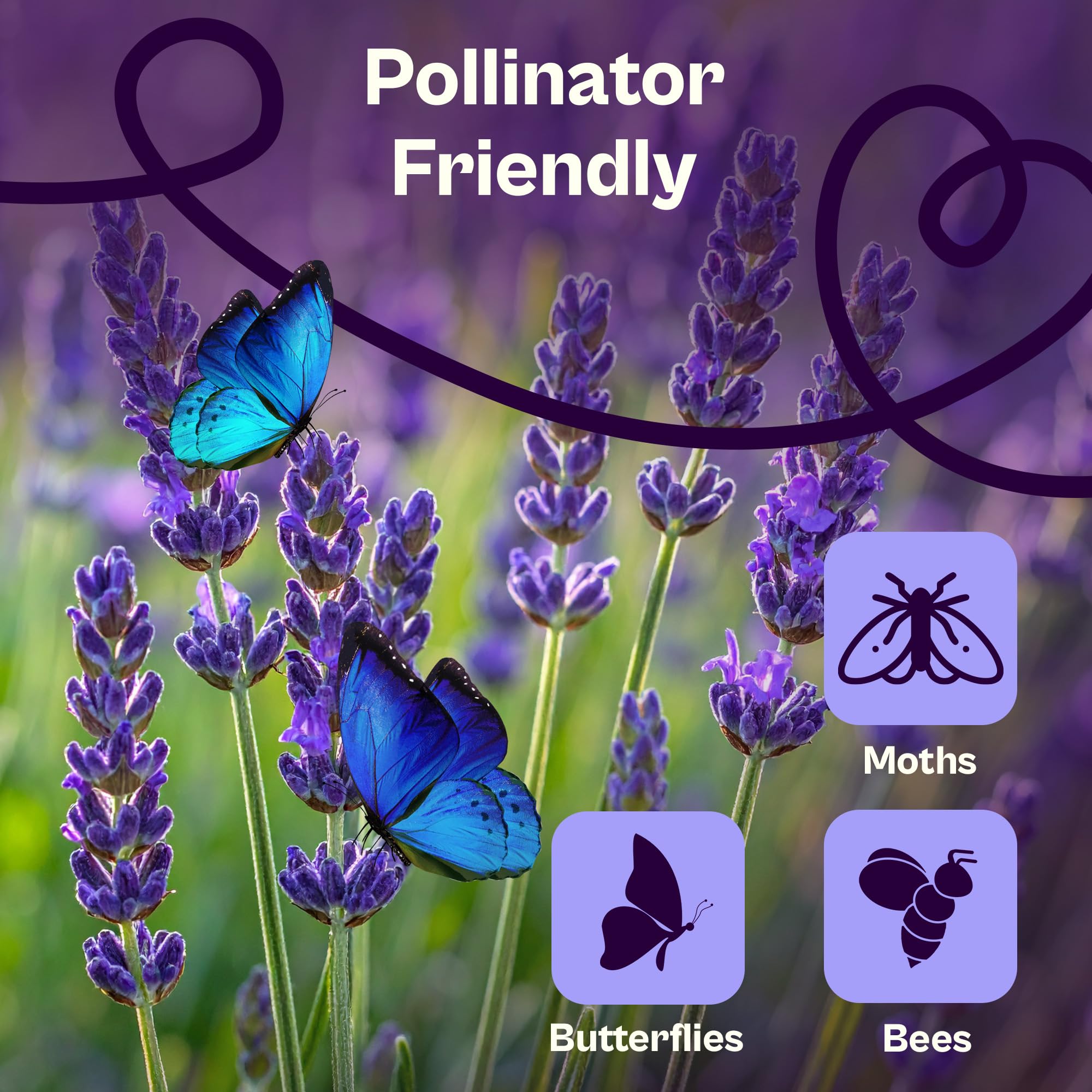 SVI lavender plants growing to 20–24 inches for borders and beds