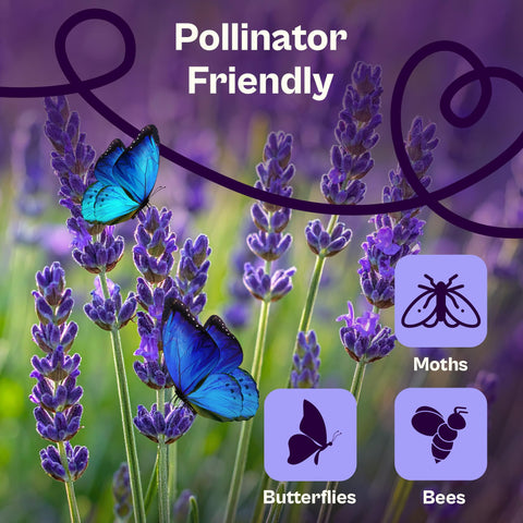 SVI lavender plants growing to 20–24 inches for borders and beds