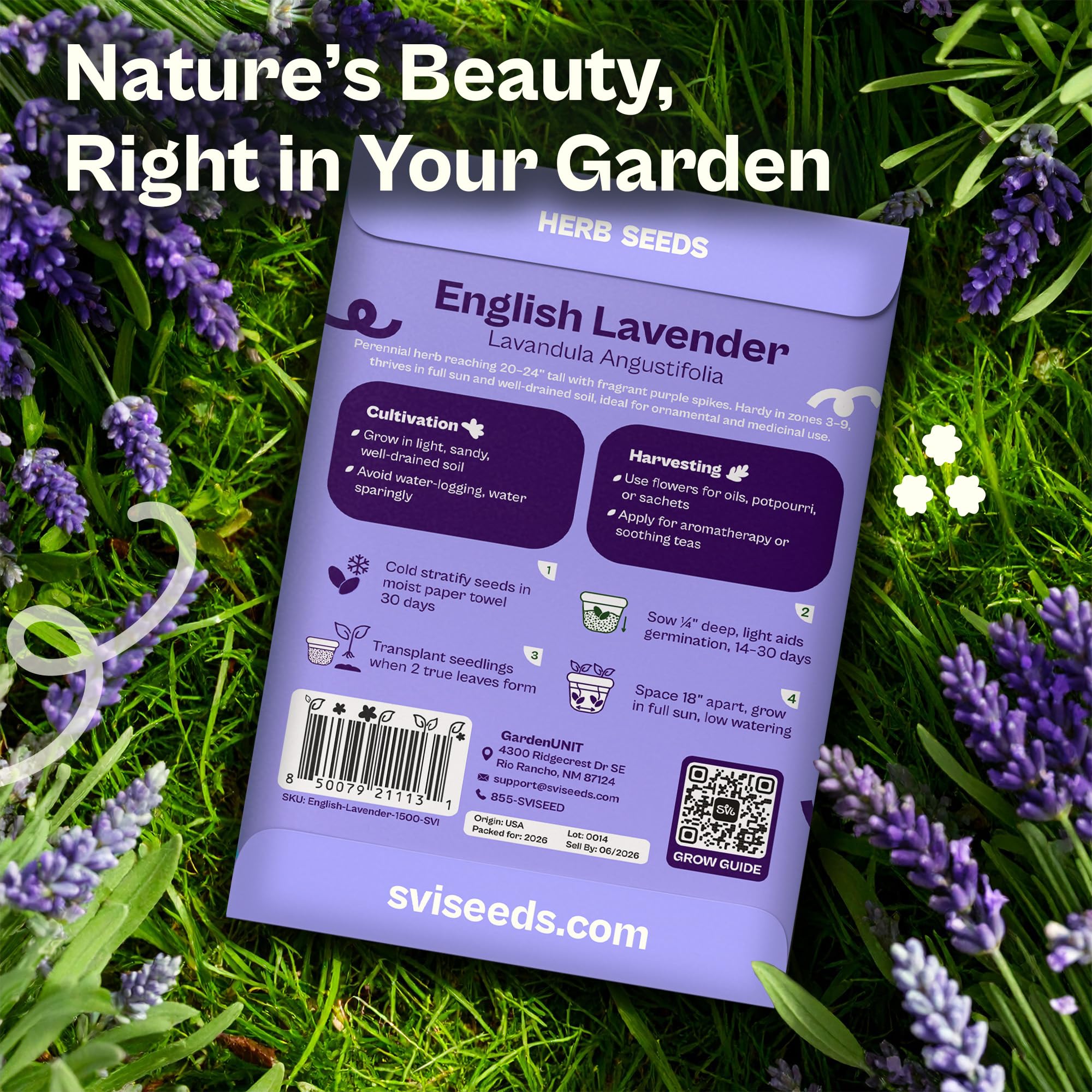 SVI lavender seeds ready for outdoor planting in sunny, well-drained beds