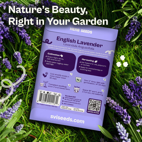 SVI lavender seeds ready for outdoor planting in sunny, well-drained beds