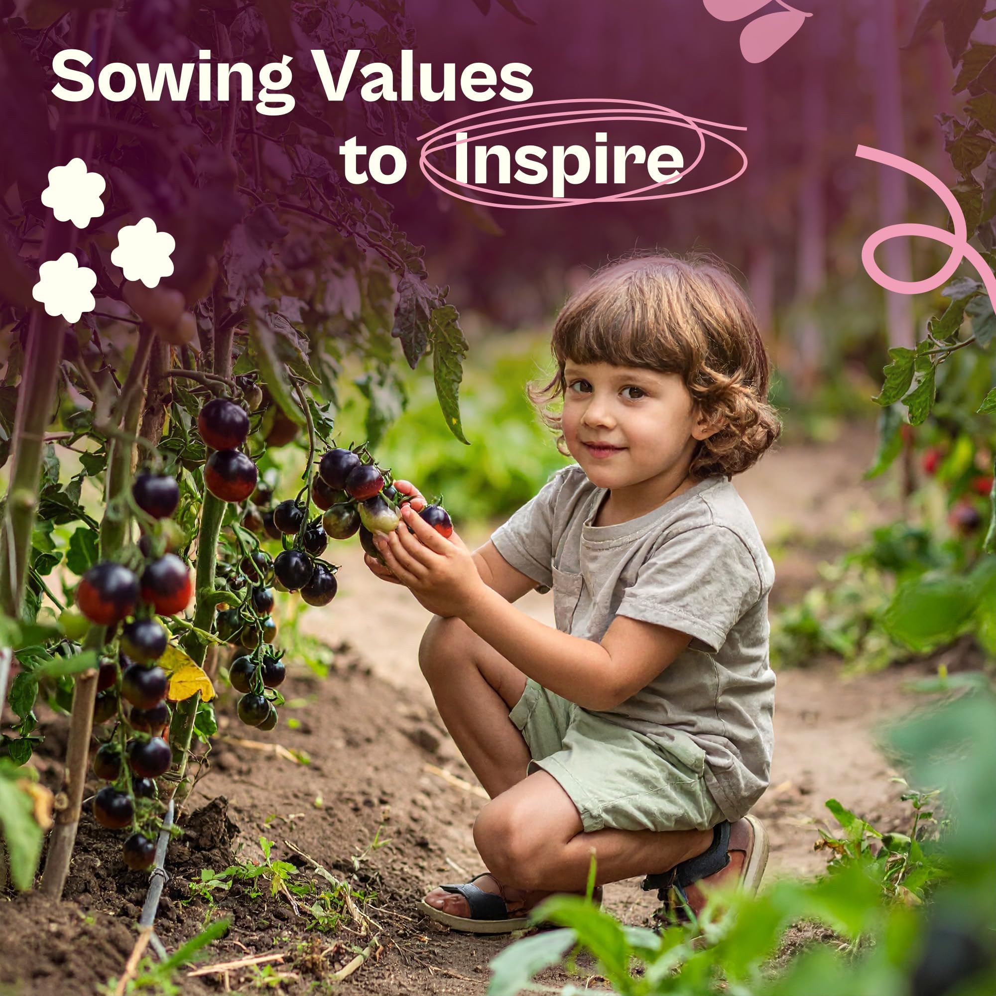 SVI open-pollinated non-GMO tomato seeds for seed saving.