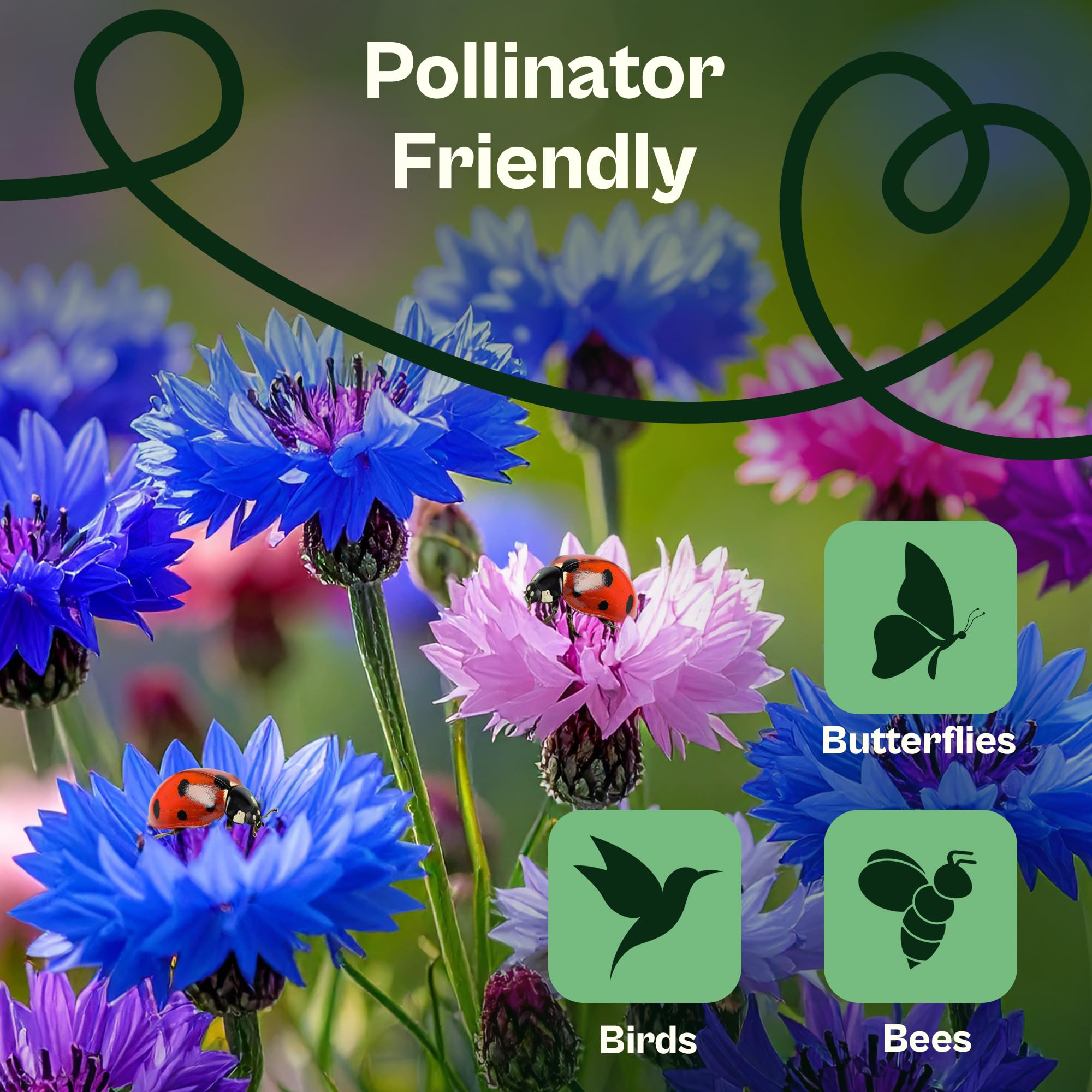 Pollinator-friendly bachelor buttons attract butterflies and bees.