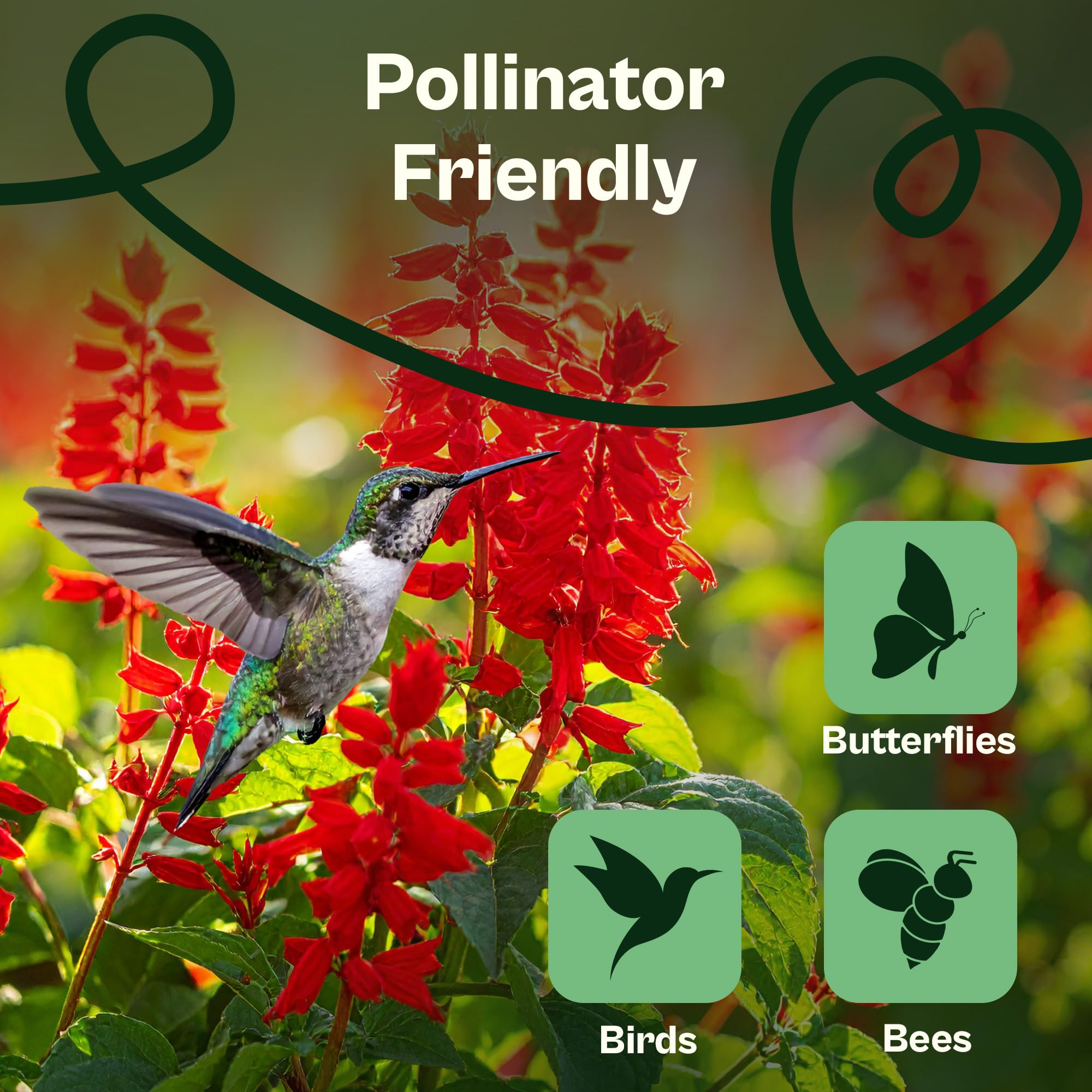 SVI pollinator magnet seed image shows bees and hummingbirds attracted to sage