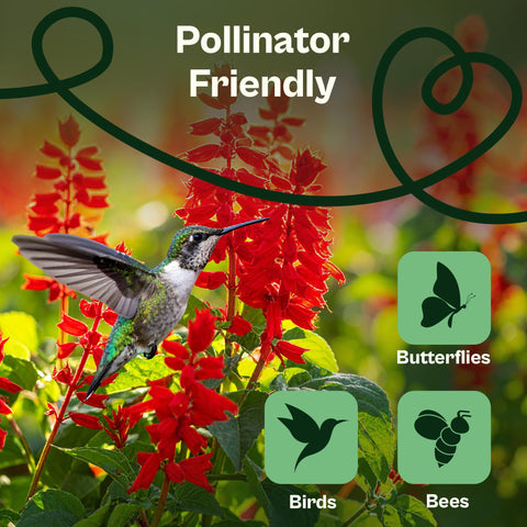 SVI pollinator magnet seed image shows bees and hummingbirds attracted to sage