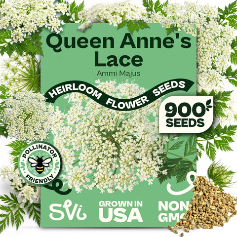 SVI Queen Anne's Lace seeds seed pack for borders and wildflower gardens.