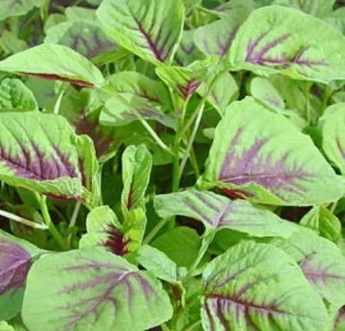 SVI Red Leaf Amaranth seeds for easy home gardening and fresh greens