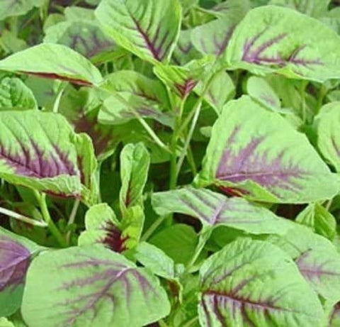 SVI Red Leaf Amaranth seeds for easy home gardening and fresh greens