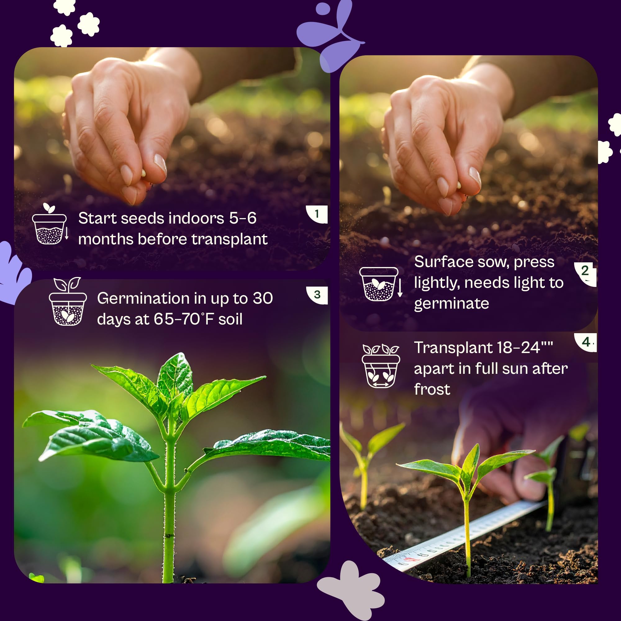 SVI rosemary leaves harvest ready, aromatic herb for cooking