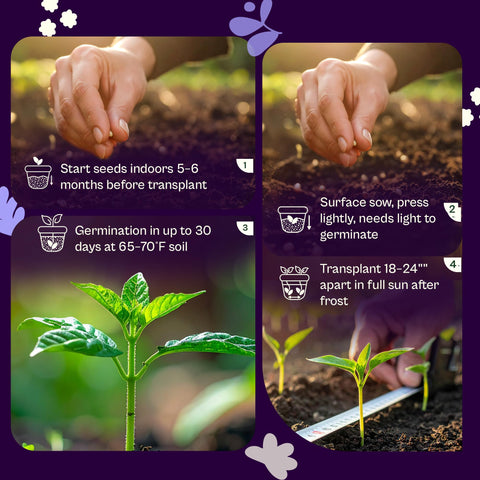 SVI rosemary leaves harvest ready, aromatic herb for cooking