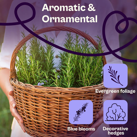 SVI rosemary thriving in full sun for garden or containers